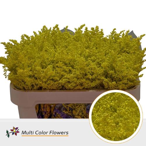 Solidago kleurbehandeld H%