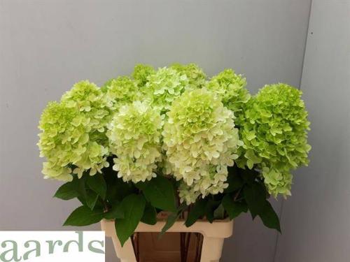 Hydrangea paniculata Magical Candle