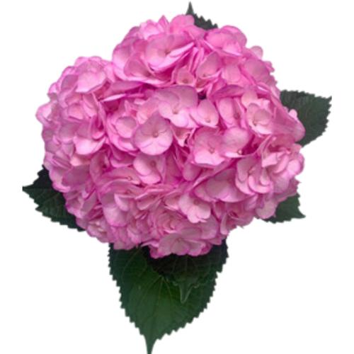 Hydrangea gemengd
