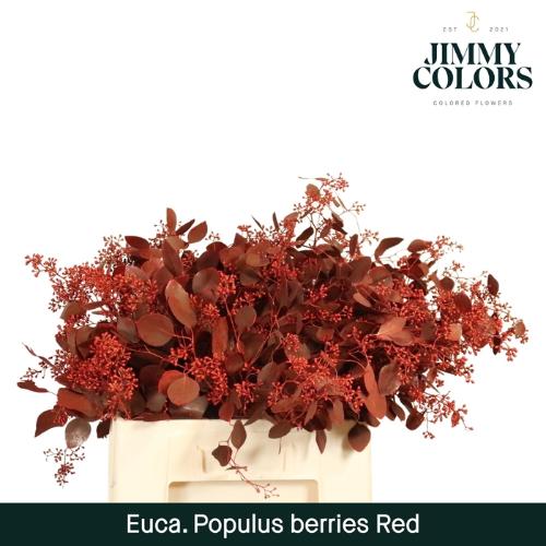 Eucalyptus kleurbehandeld per bos H%