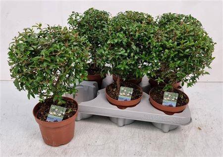Myrtus communis