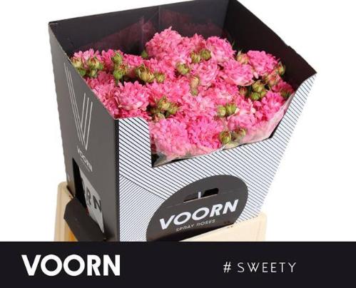 Rosa tros #Sweety