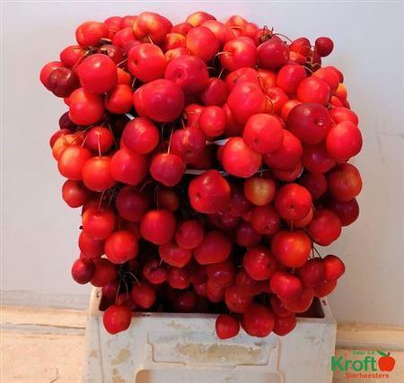 Siervruchten per tak Malus 'Red Sentinel'