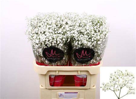 Gypsophila paniculata Xlence