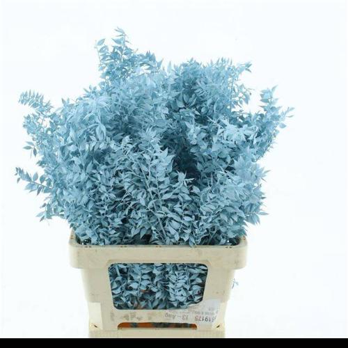 Ruscus kleurbehandeld H%