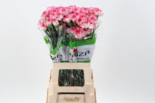 Dianthus standaard overig