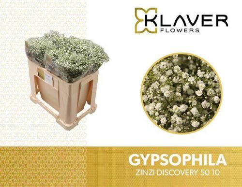 Gypsophila paniculata Zinzi Discovery