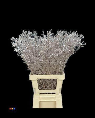 Chamelaucium kleurbehandeld H%