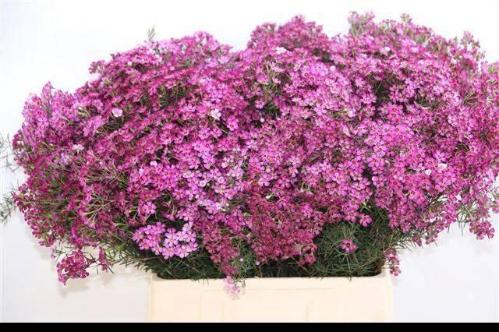 Chamelaucium uncinatum 'Grand Jupiter'