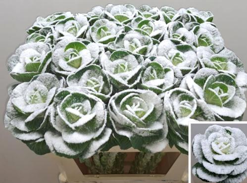 Brassica oleracea kleurbehandeld H%