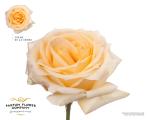 9c5d3b90-7d84-4f58-8de9-6fca74628e7a.jpg