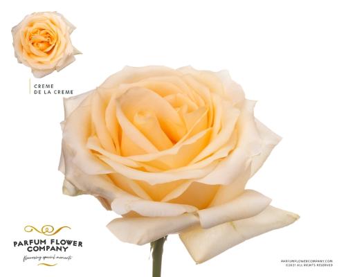 Rosa grootbloemig Cr