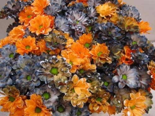 Chrysanthemum Indicum Grp tros kas kleurbehandeld H%