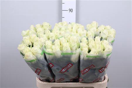 Rosa grootbloemig Albatros