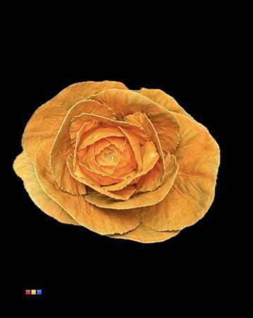 Brassica oleracea kleurbehandeld H%