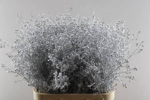 Chamelaucium kleurbehandeld H%