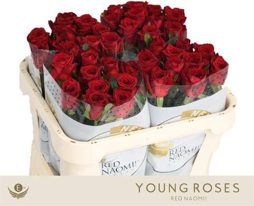 Rosa grootbloemig Red Naomi!