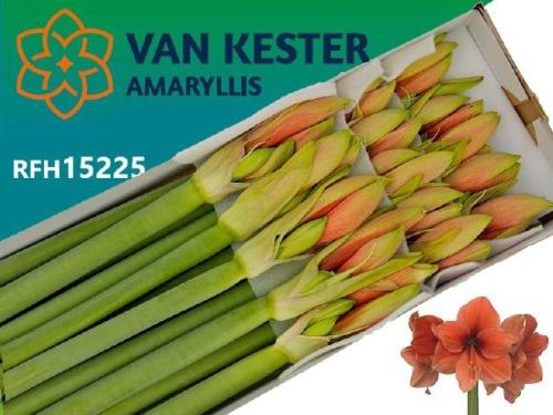 Hippeastrum Galaxy Grp 'Desire'