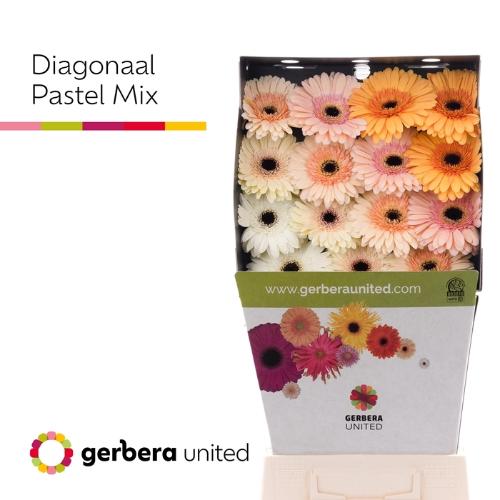 Gerbera grootbloemig gemengd diagonaal
