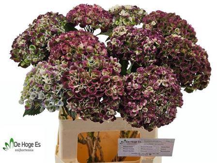 Hydrangea macrophylla Magical Revolution (classic blue)