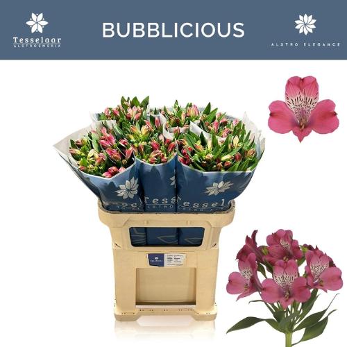 Alstroemeria Bubblicious