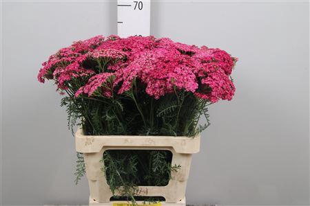 Achillea millefolium 'Velvet Dream'