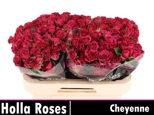 Rosa tros Cheyenne