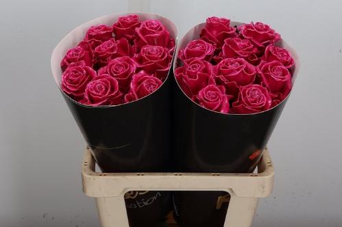 Rosa grootbloemig gewaxt H%