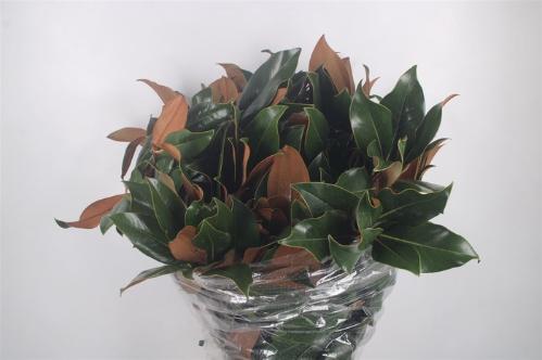 Magnolia grandiflora per bos