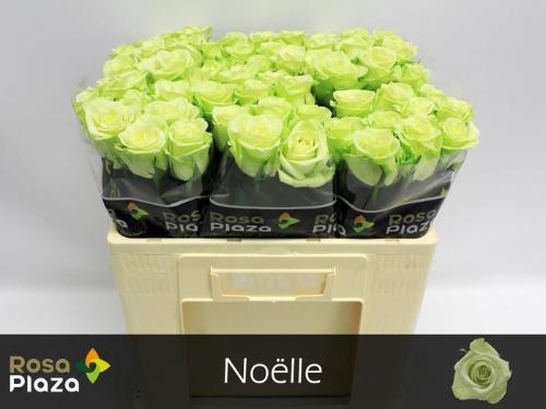 Rosa grootbloemig Noëlle!