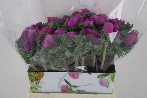 Anemone coronaria 'Mistral Plus White Pink'