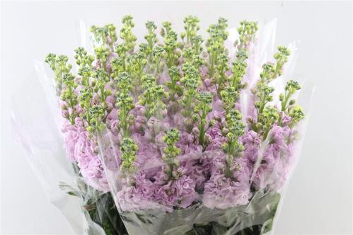 Matthiola incana overig