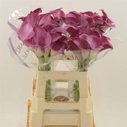 Zantedeschia 'Fantasia'