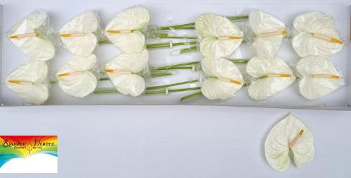Anthurium Andreanum Grp 'Acropolis'