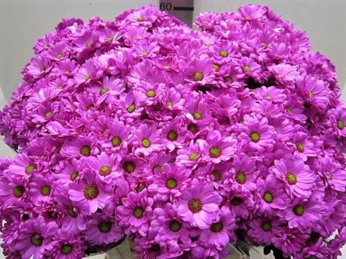 Chrysanthemum Indicum Grp tros kas kleurbehandeld H%