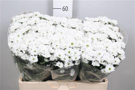 Chrysanthemum Indicum Grp tros santini Bouncer