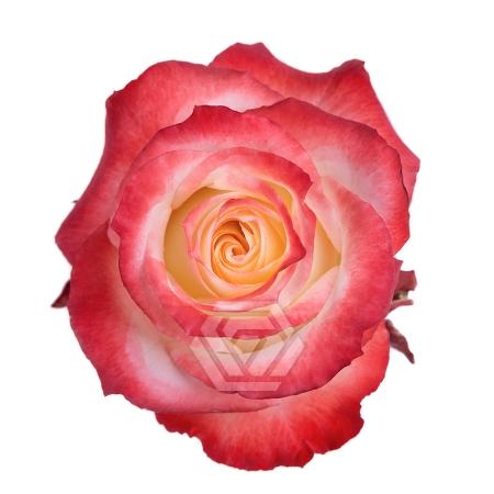 Rosa grootbloemig Cabaret