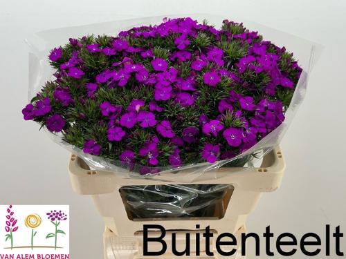 Dianthus barbatus 'Amazon Neon Purple'