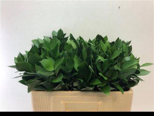 Ruscus hypophyllum (groot blad)