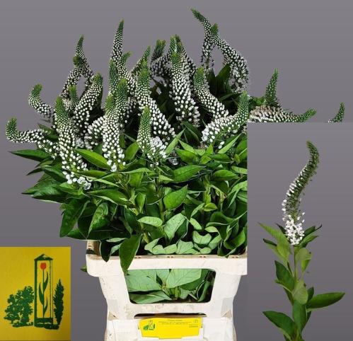 Lysimachia clethroides Mamba White