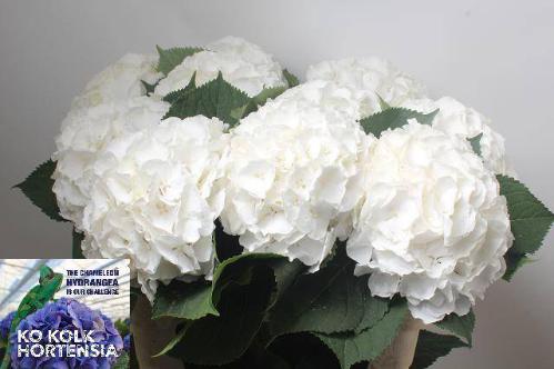 Hydrangea macrophylla Noordpool