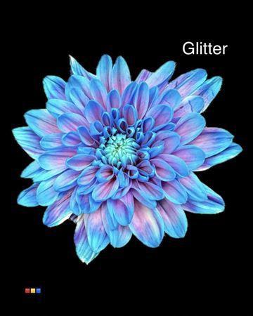 Chrysanthemum Indicum Grp tros kas kleurbehandeld H%