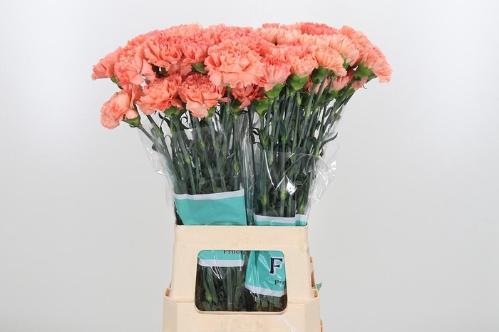 Dianthus standaard Stromboli