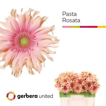 Gerbera grootbloemig 'Pasta Rosata'