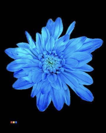 Chrysanthemum Indicum Grp tros kas kleurbehandeld H%