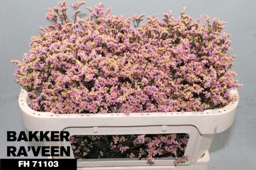 Limonium sinense Divine Diamond