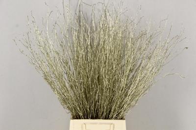 Betula per bos kleurbehandeld