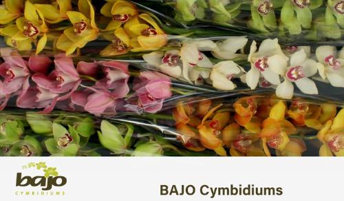 Cymbidium grootbloemig per tak gemengd