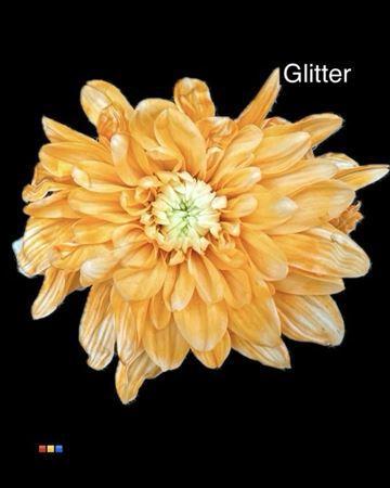 Chrysanthemum Indicum Grp tros kas kleurbehandeld H%