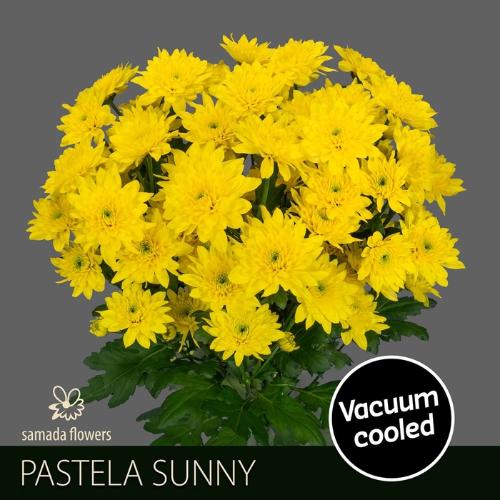 Chrysanthemum (Indicum Grp) tros Pastela Sunny